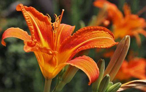 Orange Hemerocallis flower